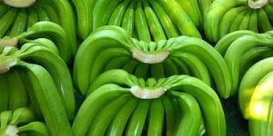 Fresh Green G9 Banana