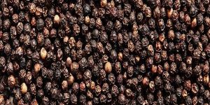 Black Pepper