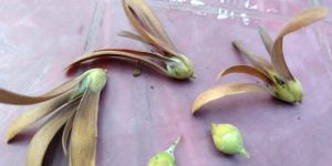 Sal Seeds
