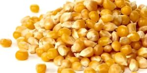 Yellow Corn