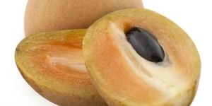 Sapodilla