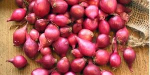 Small Onion