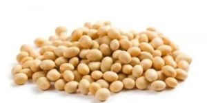Soyabean