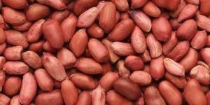 Groundnut Seeds
