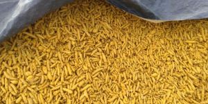 Turmeric Finger