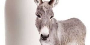 Pure Donkey Milk