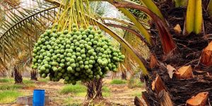Fresh Yellow Barhi Dates