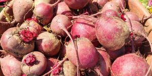 Beetroot