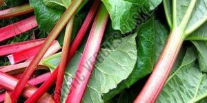 Rhubarb Leaves