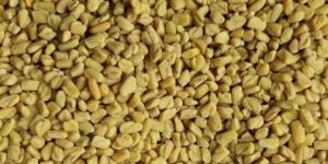 Fenugreek Seeds