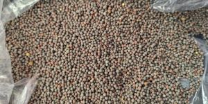 Black Mustard Seeds