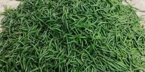 Green Chilli