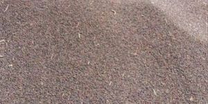 Black Mustard Seeds