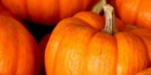 a Grade Fresh Pumpkin