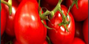 a Grade Fresh Tomato