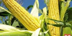 Yellow Maize