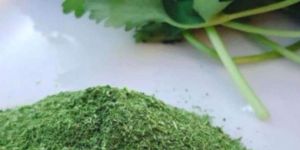 Fresh Coriander Powder