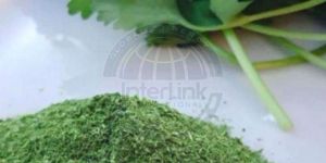 Fresh Coriander Powder