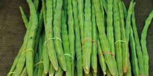 Moringa Drum Stick