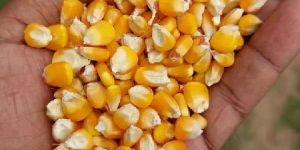 Poultry Feed Yellow Maize