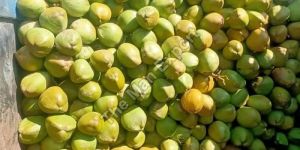 B Grade Tender Coconut