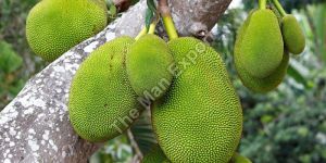 Fresh Thai Jackfruit