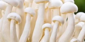 A Grade Milky White Mushroom