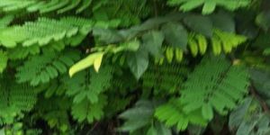 Albizia Chinensis Plant