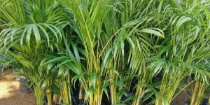 Areca Palm Plant