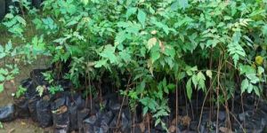 Bamboo Plant