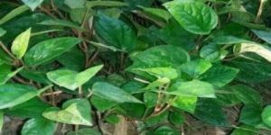 Betel Leaf Plant