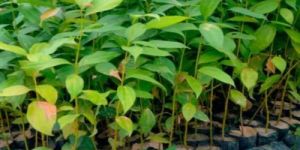 Dalchini Plant
