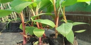 G9 Banana Plant