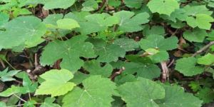 Grapes Plant