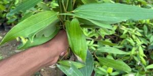 Green Tej Patta Plant