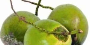 Green Tender Coconut