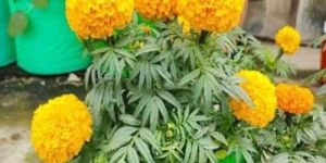 Marigold Plant
