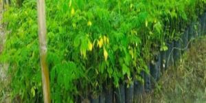 Moringa Plants