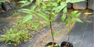 natural malabar neem plant