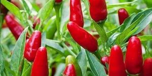 Red Chilly Plant