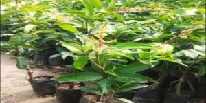 Thai All Time Mango Plant
