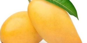 Fresh Riped Kesar Mango