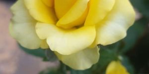 Yellow Roses