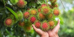Rambutan