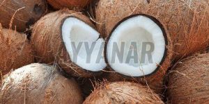 Fresh Semi Husked Coconut