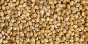 A Grade Foxtail Millet Seed, Organic