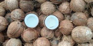 Semi Husked Coconuts