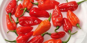Bhut Jolokia