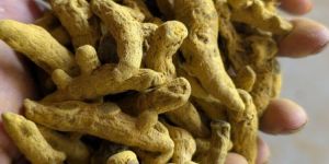 Double Polished Turmeric Finger