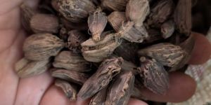 Black Cardamom